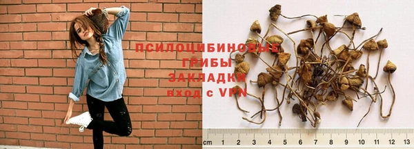 гашик Алексин
